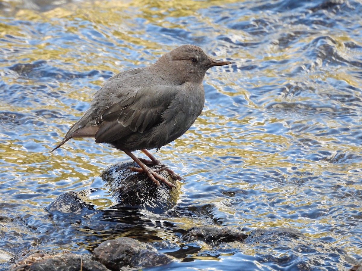 American Dipper - ML641920234