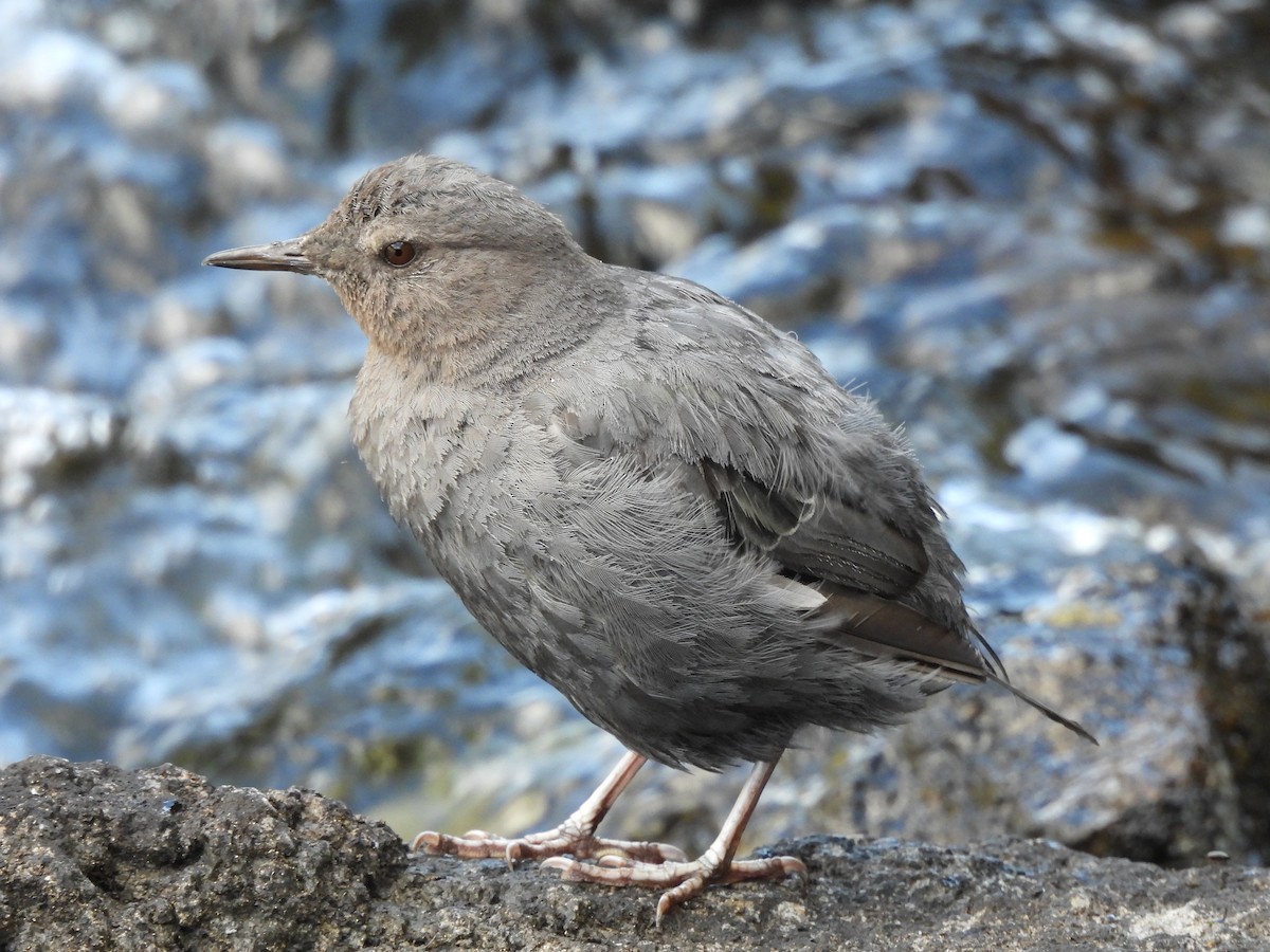American Dipper - ML641920236