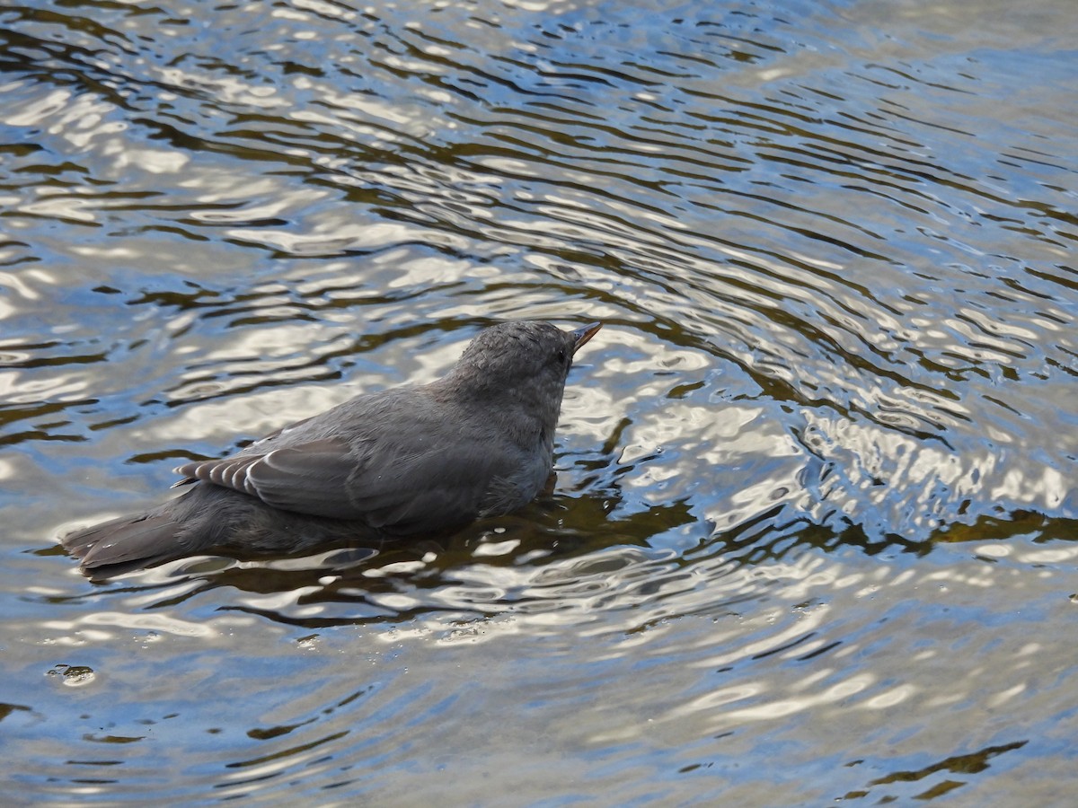 American Dipper - ML641920237