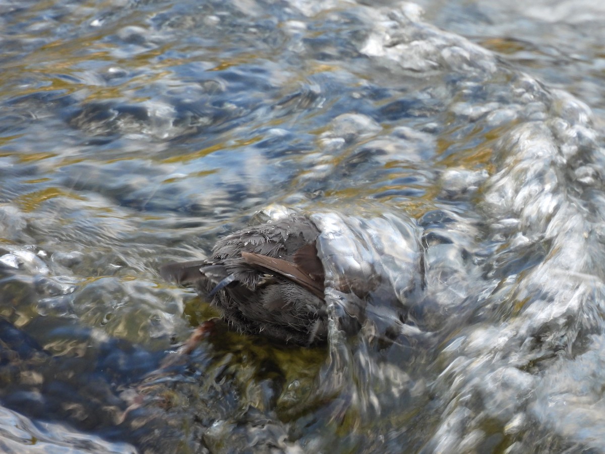 American Dipper - ML641920238