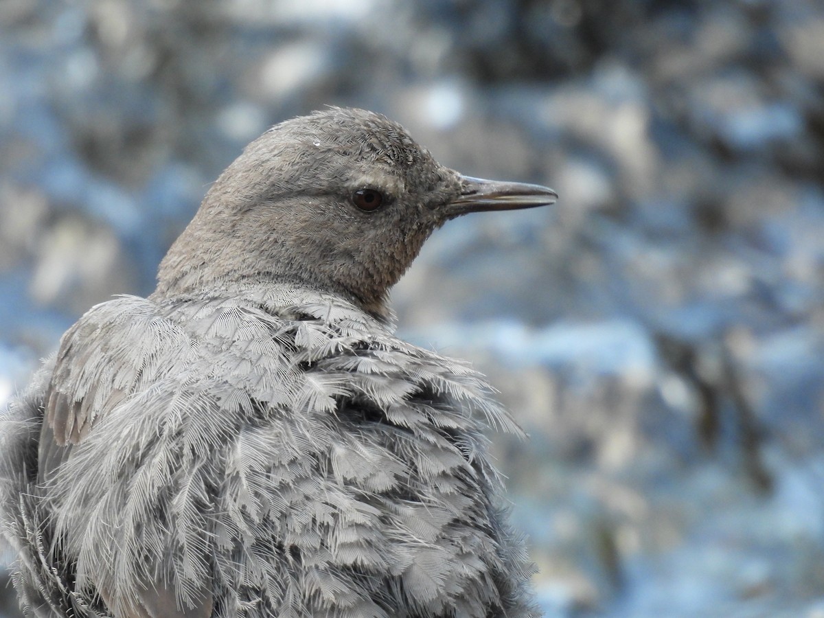 American Dipper - ML641920239