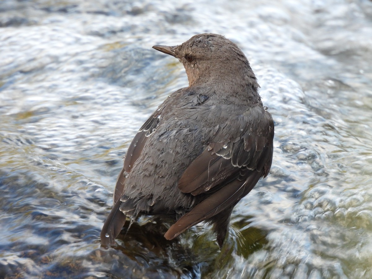 American Dipper - ML641920240