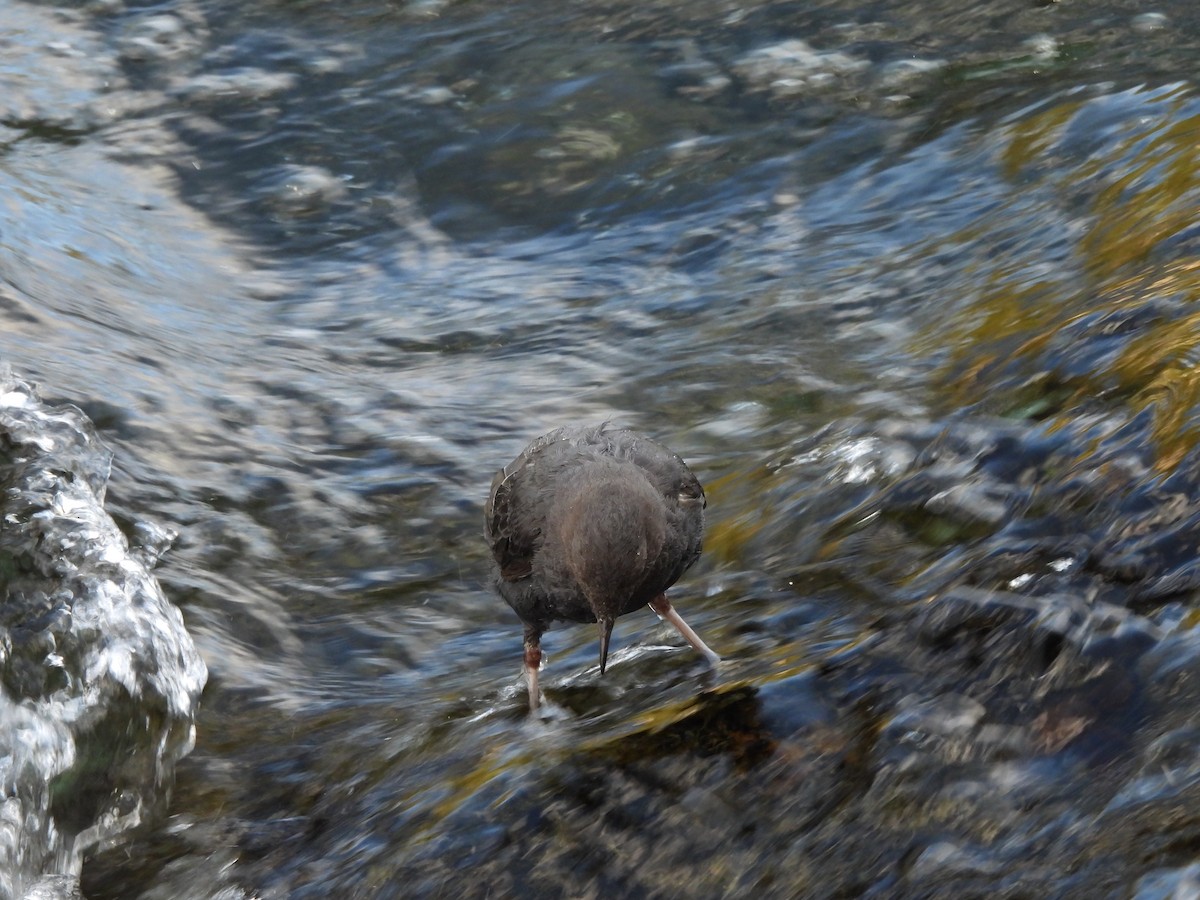 American Dipper - ML641920241