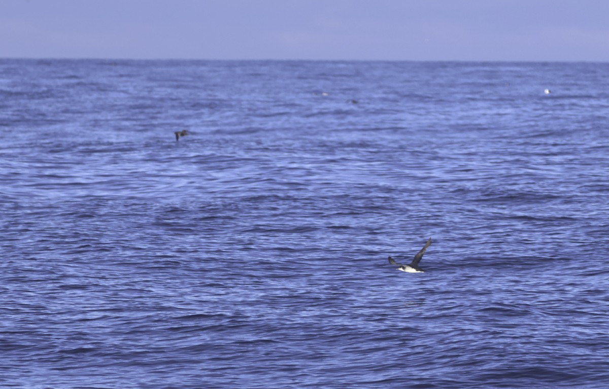 Manx Shearwater - ML641920242