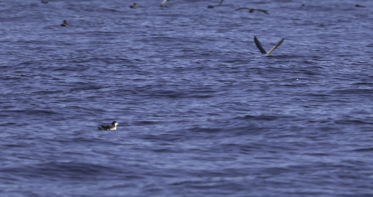 Manx Shearwater - ML641920243