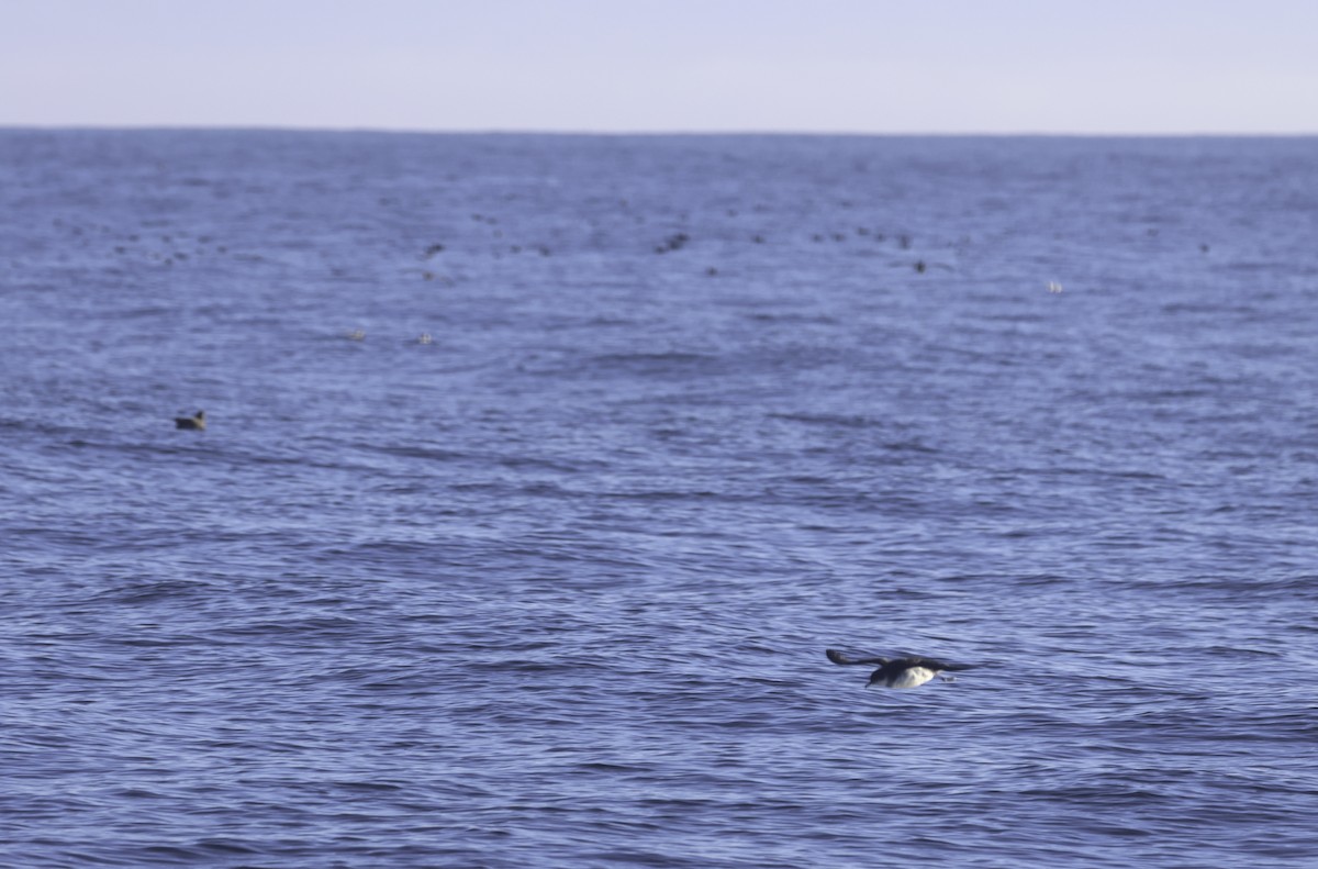 Manx Shearwater - ML641920244