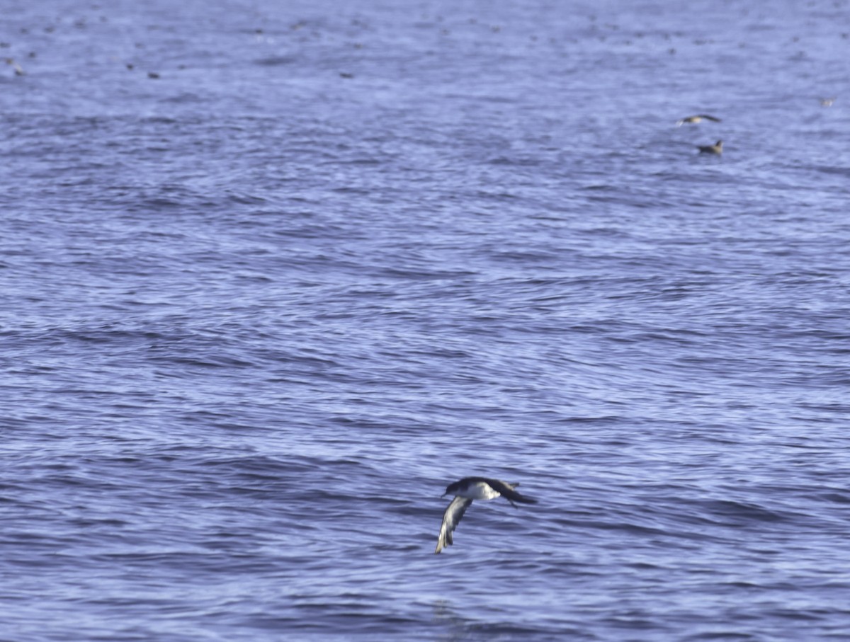 Manx Shearwater - ML641920245