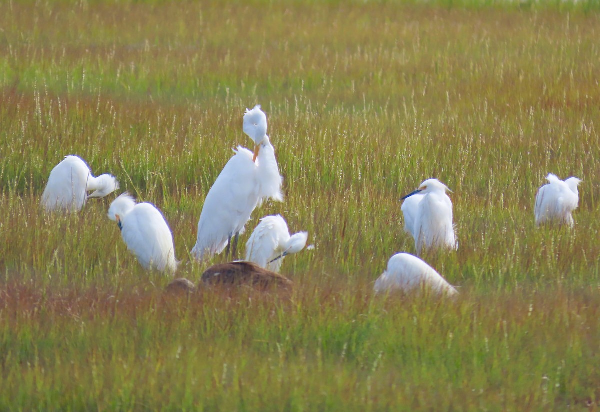 Snowy Egret - ML641920271