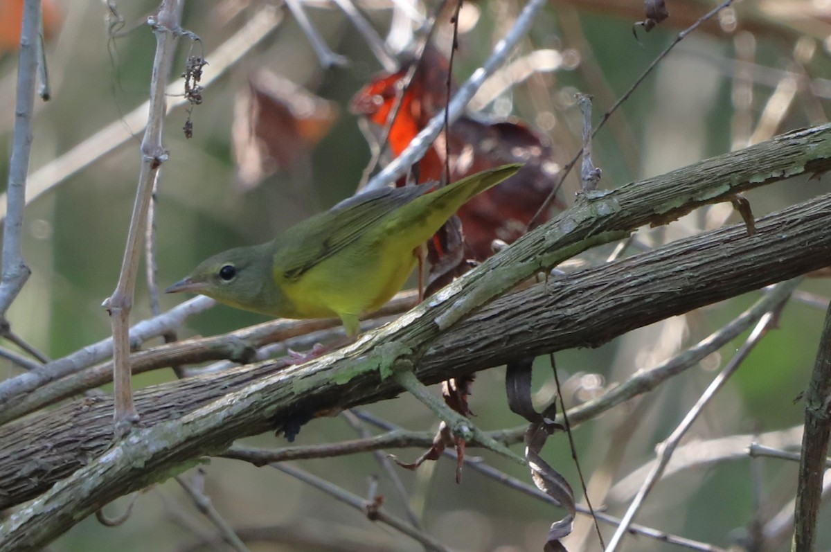 Mourning Warbler - ML641920295