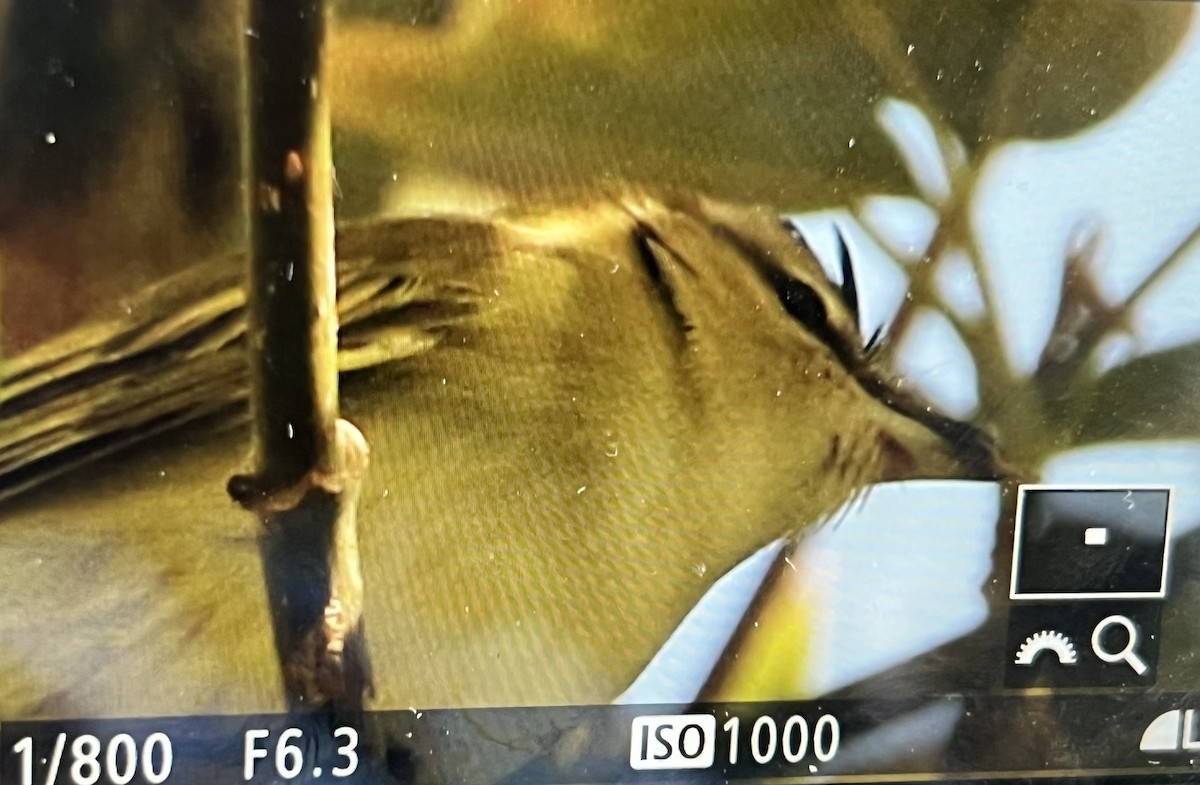 Red-eyed Vireo - ML641920308