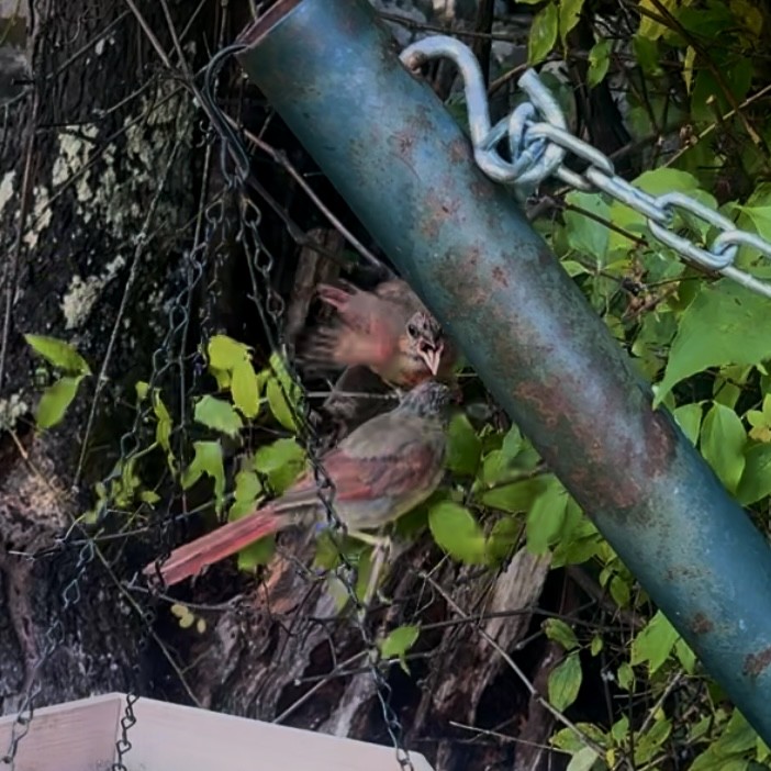 Northern Cardinal - ML641920314