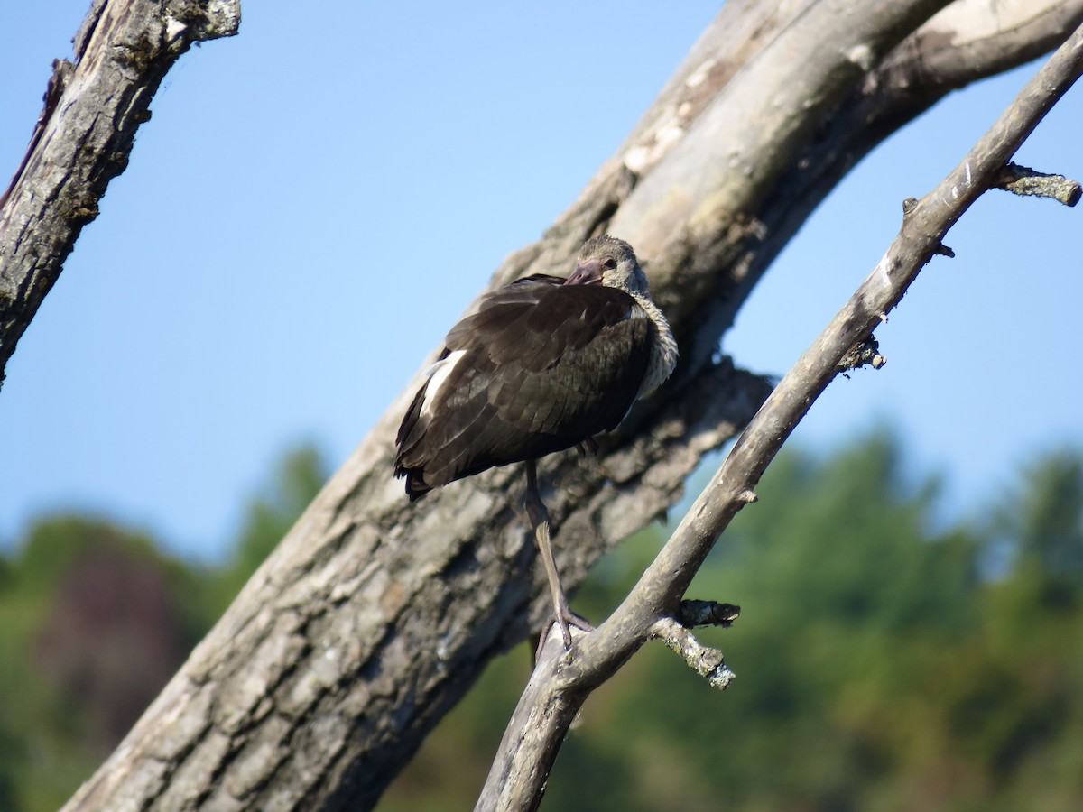 White Ibis - ML641920316