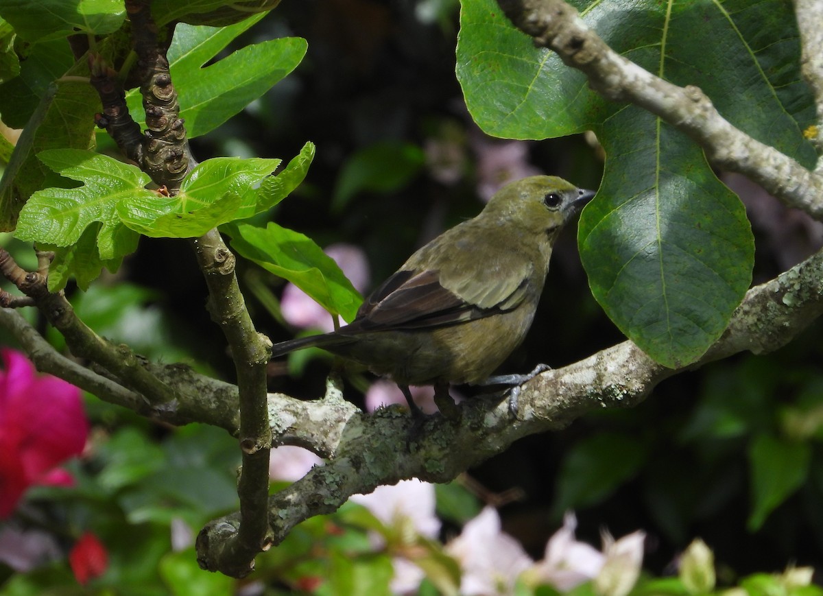 Palm Tanager - ML641920327