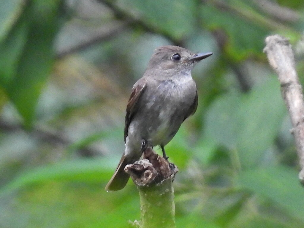 Western Wood-Pewee - ML641920396