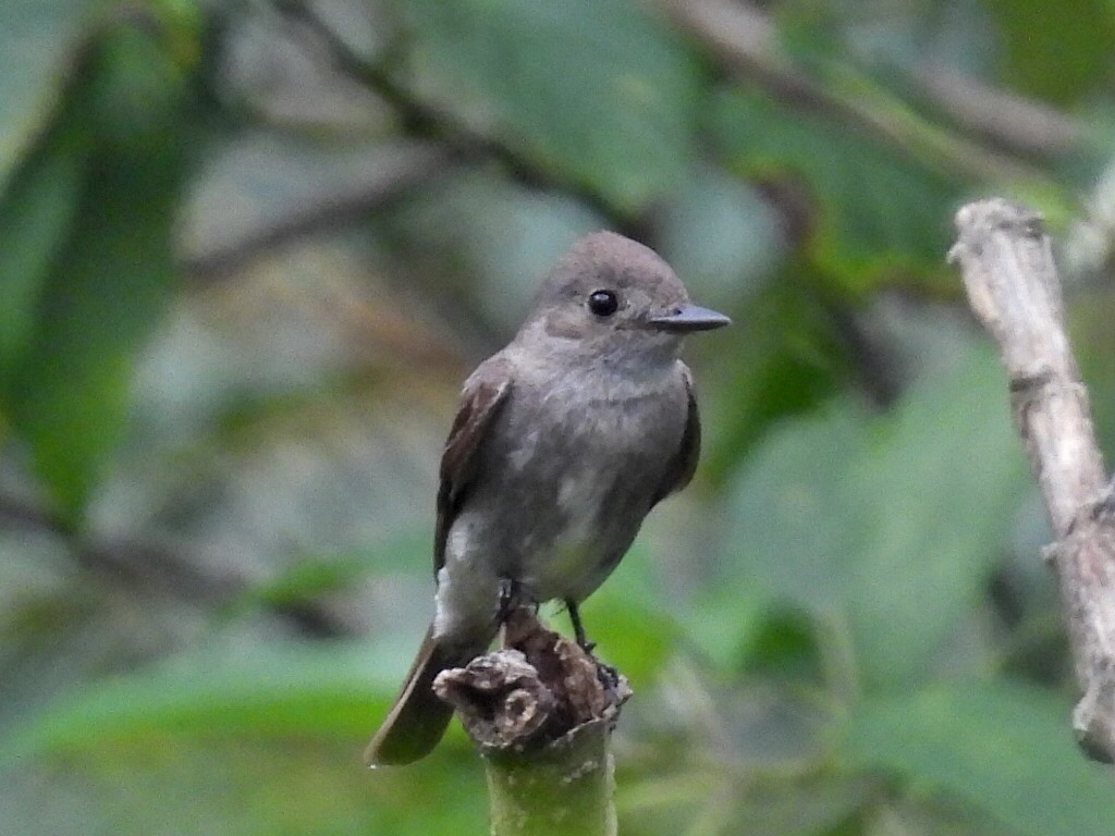Western Wood-Pewee - ML641920397