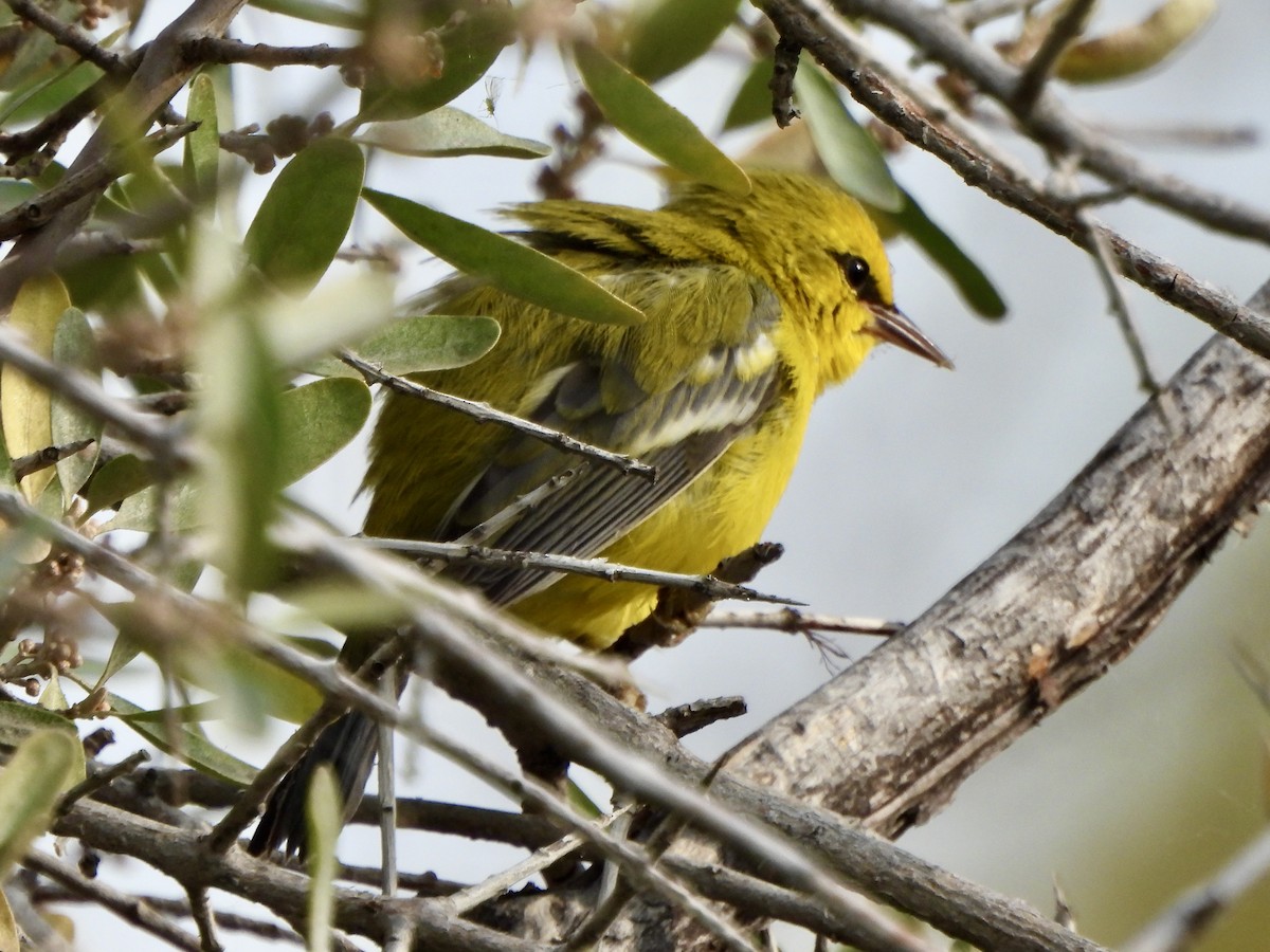 Blue-winged Warbler - ML641920408