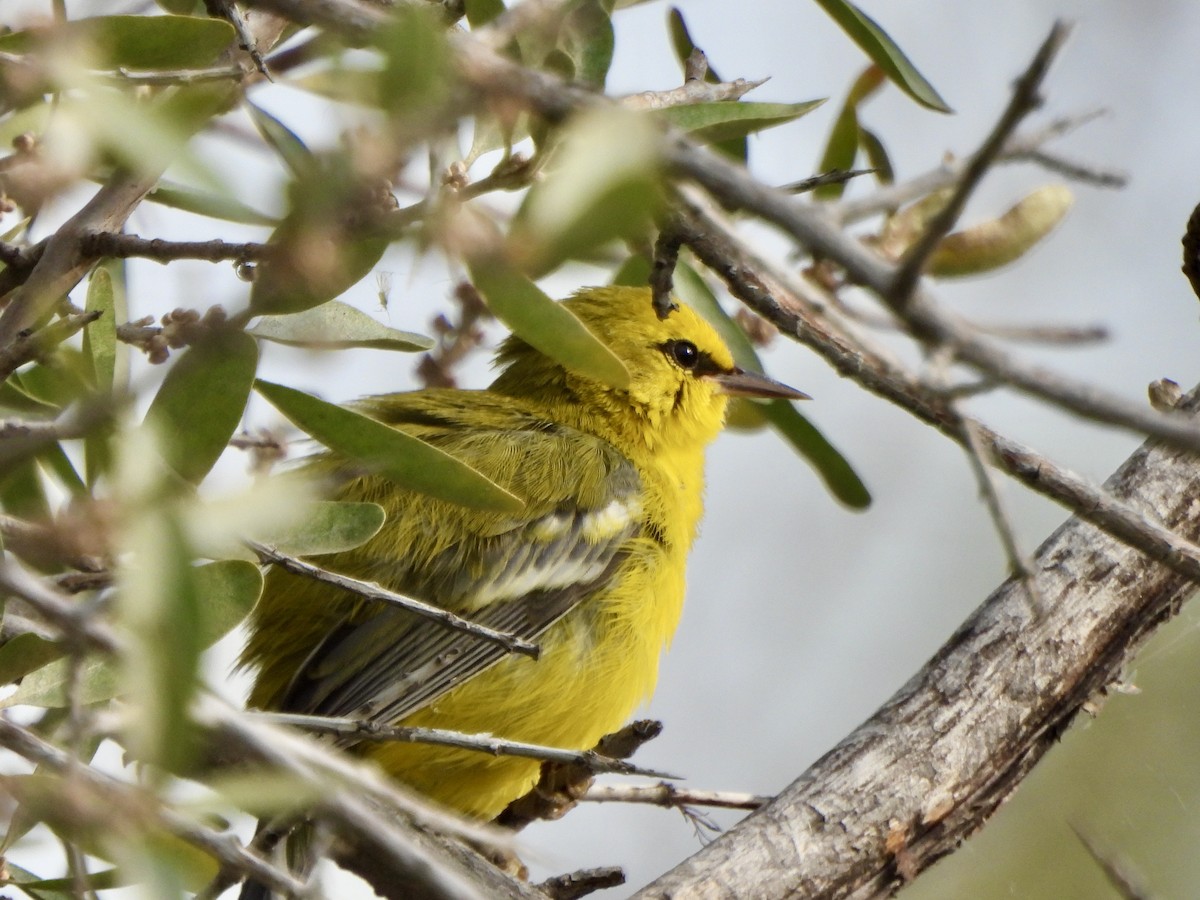 Blue-winged Warbler - ML641920410