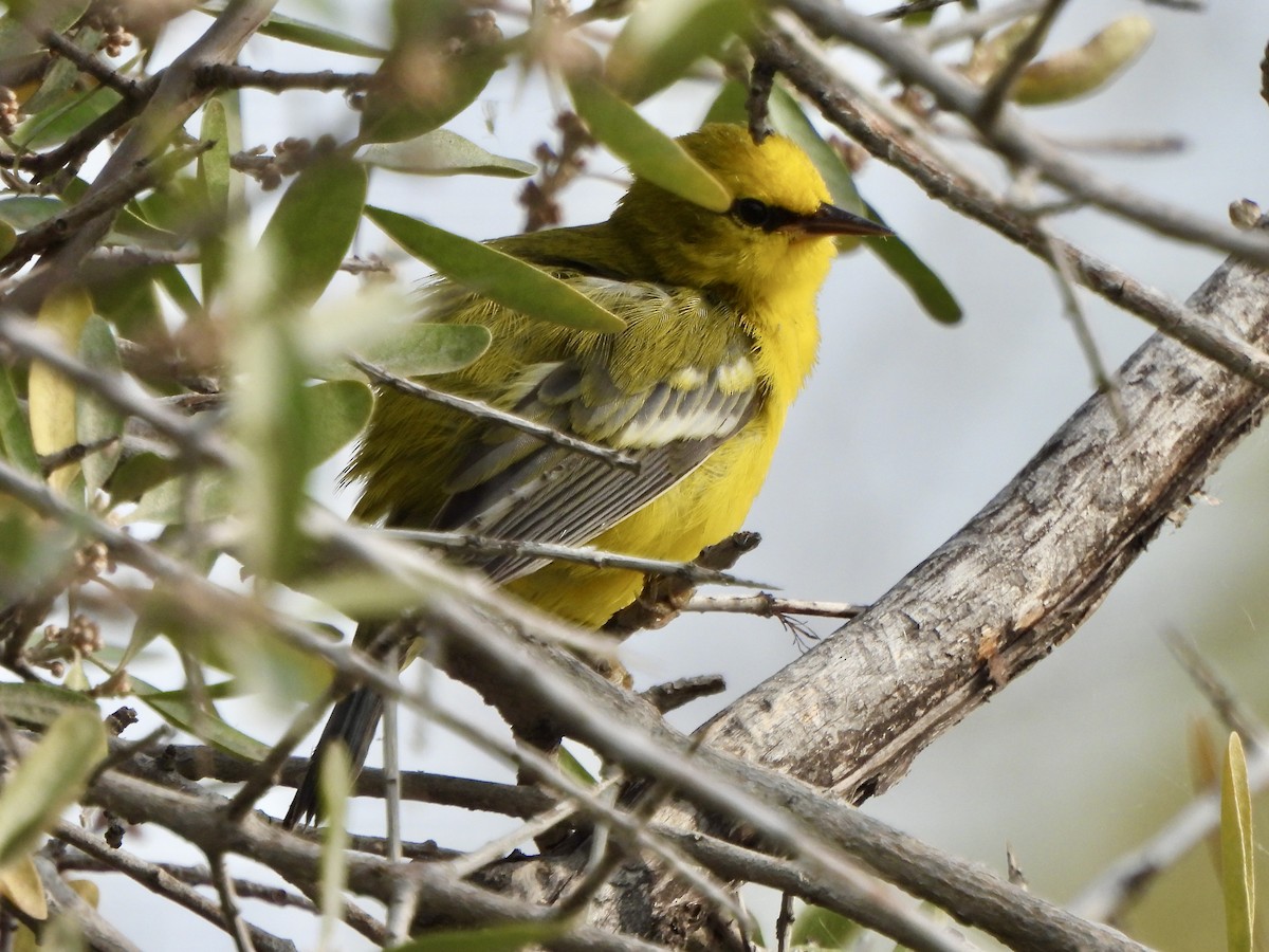 Blue-winged Warbler - ML641920411