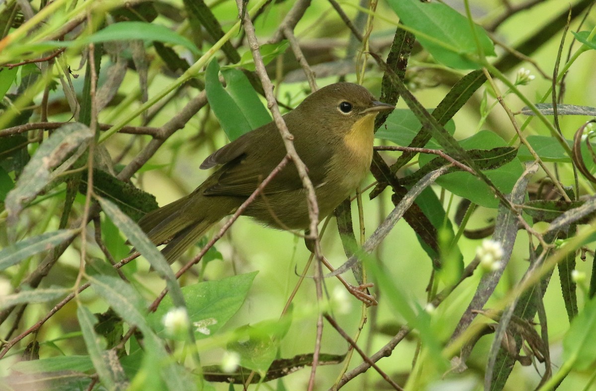 Common Yellowthroat - ML641920434