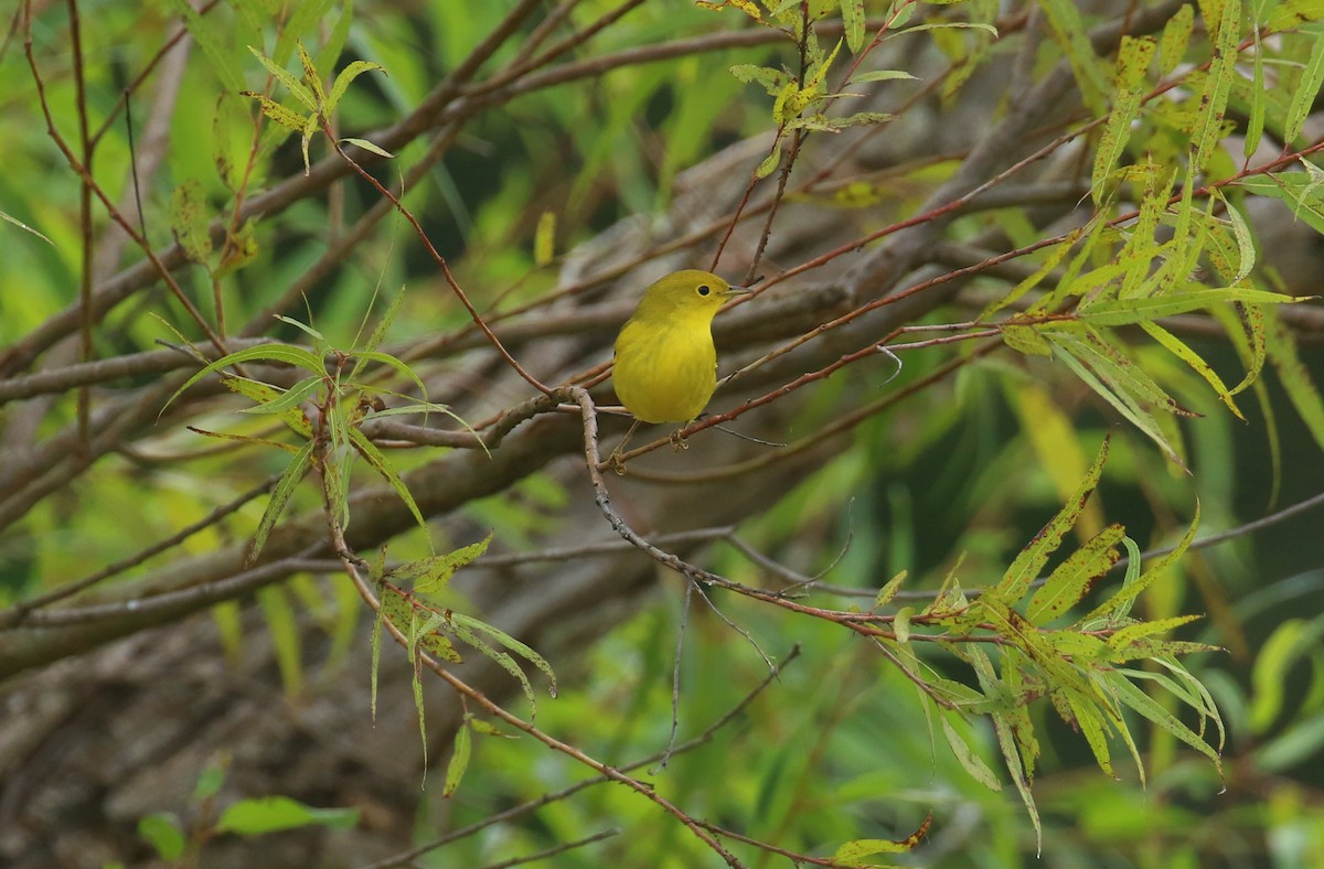 Yellow Warbler - ML641920445