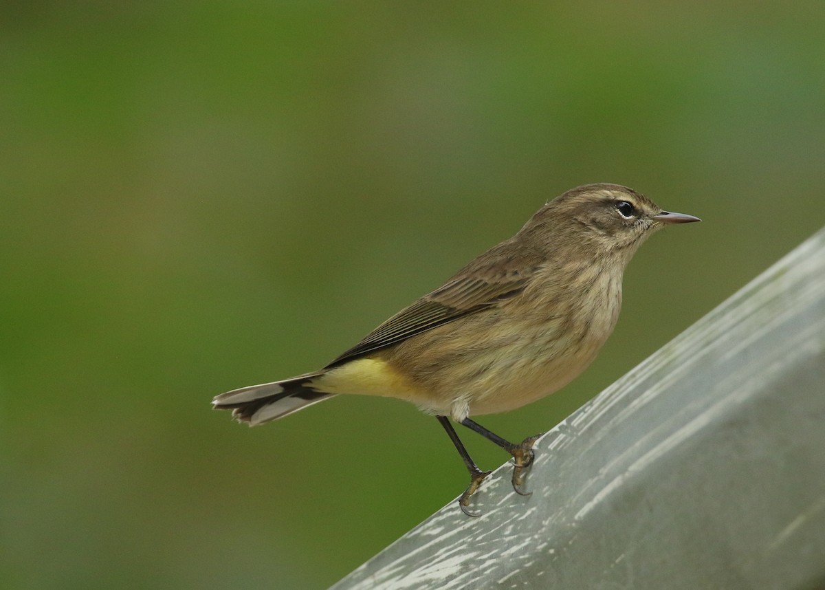 Palm Warbler - ML641920471