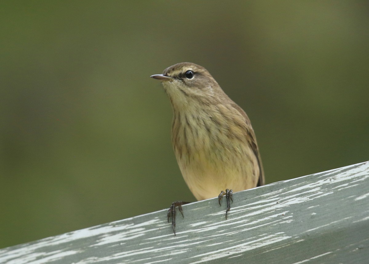 Palm Warbler - ML641920472