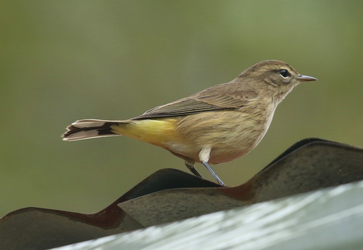 Palm Warbler - ML641920473
