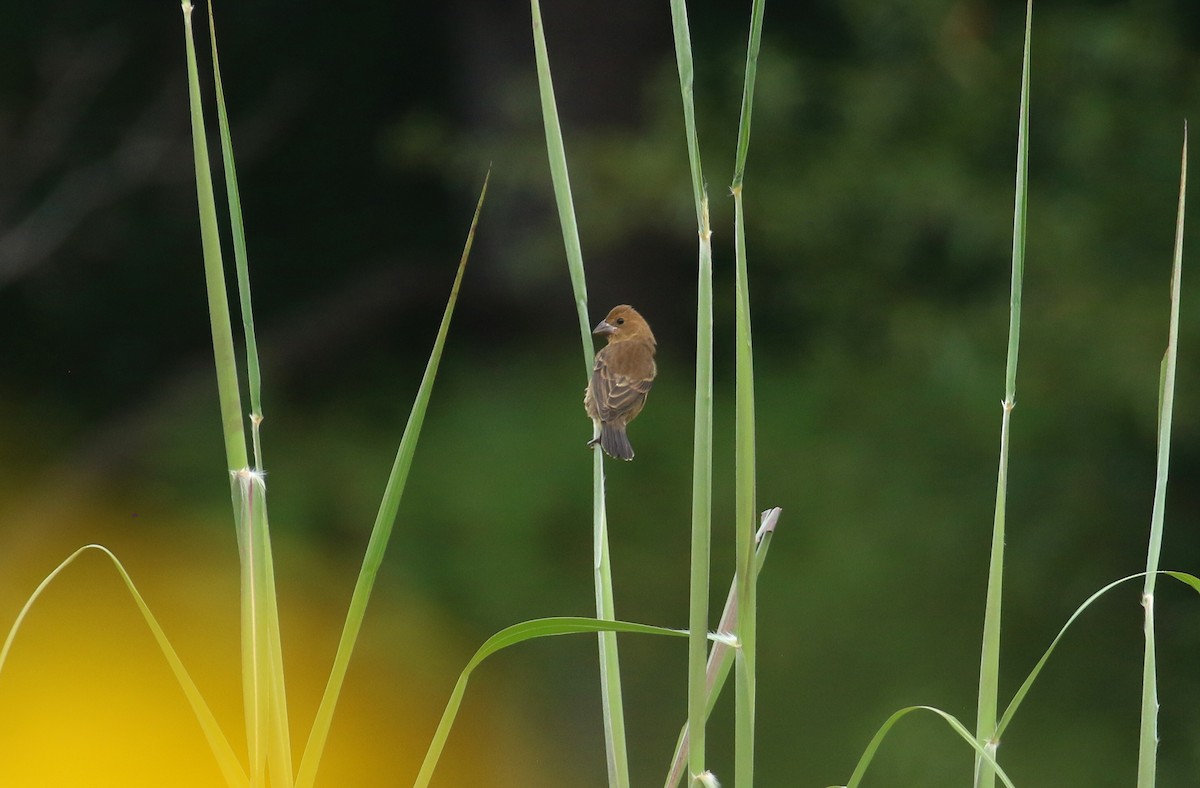 Blue Grosbeak - ML641920489