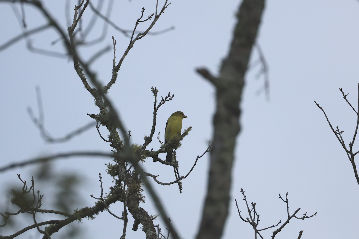 Scarlet Tanager - ML641920491