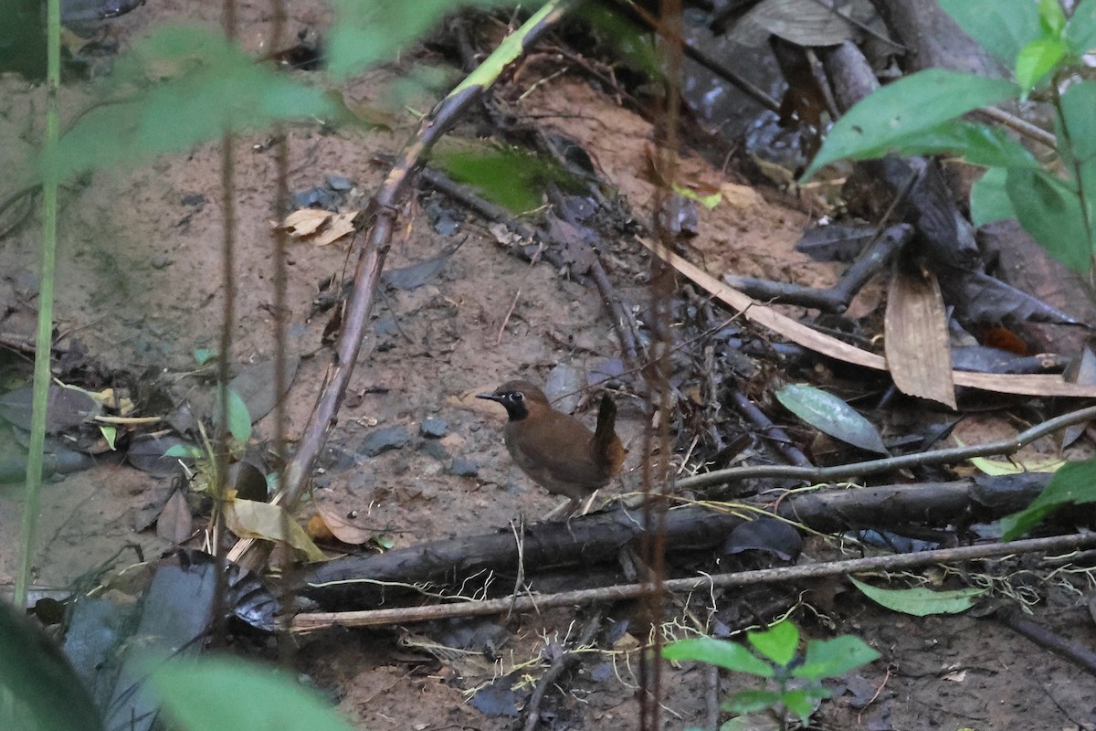 Black-faced Antthrush (Central American) - ML641920523