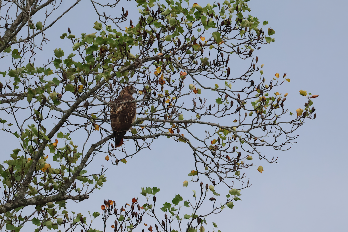 Red-tailed Hawk - ML641920537