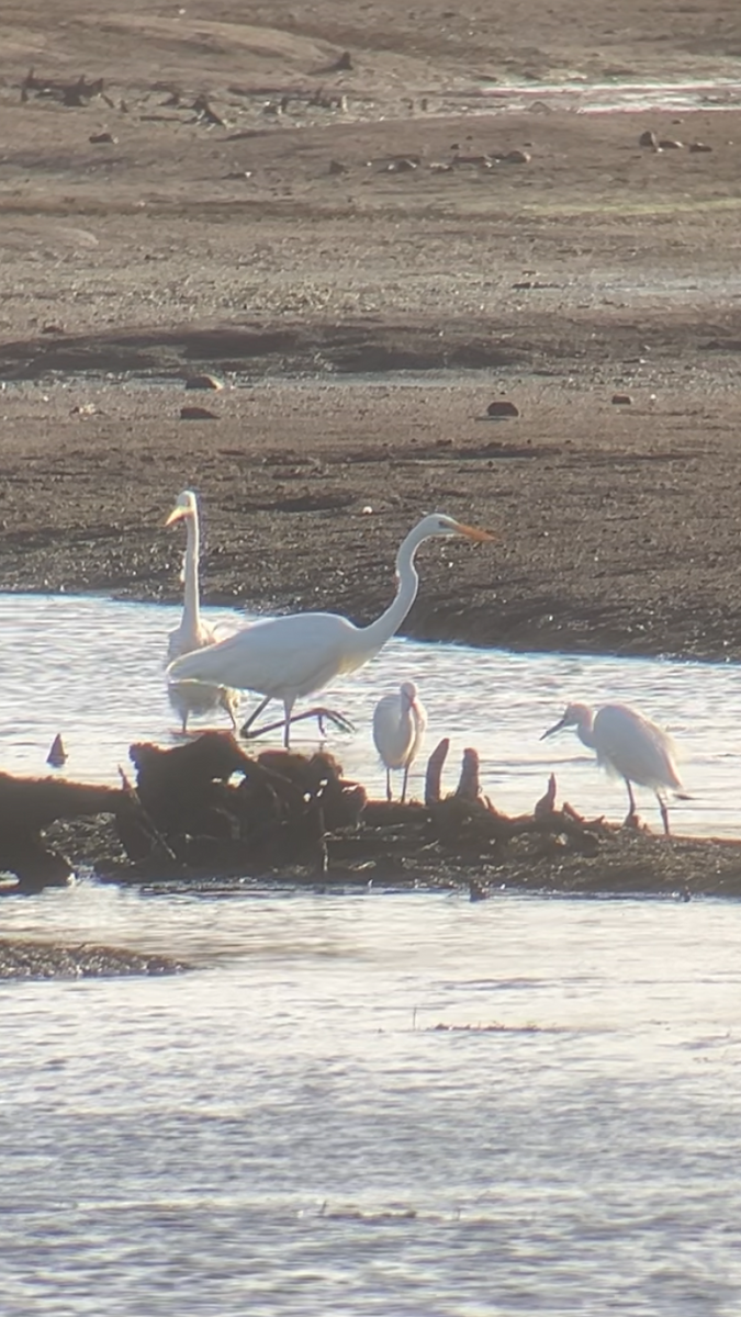 Great Egret - ML641920538