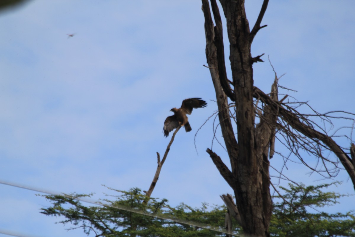 Wahlberg's Eagle - ML641920541