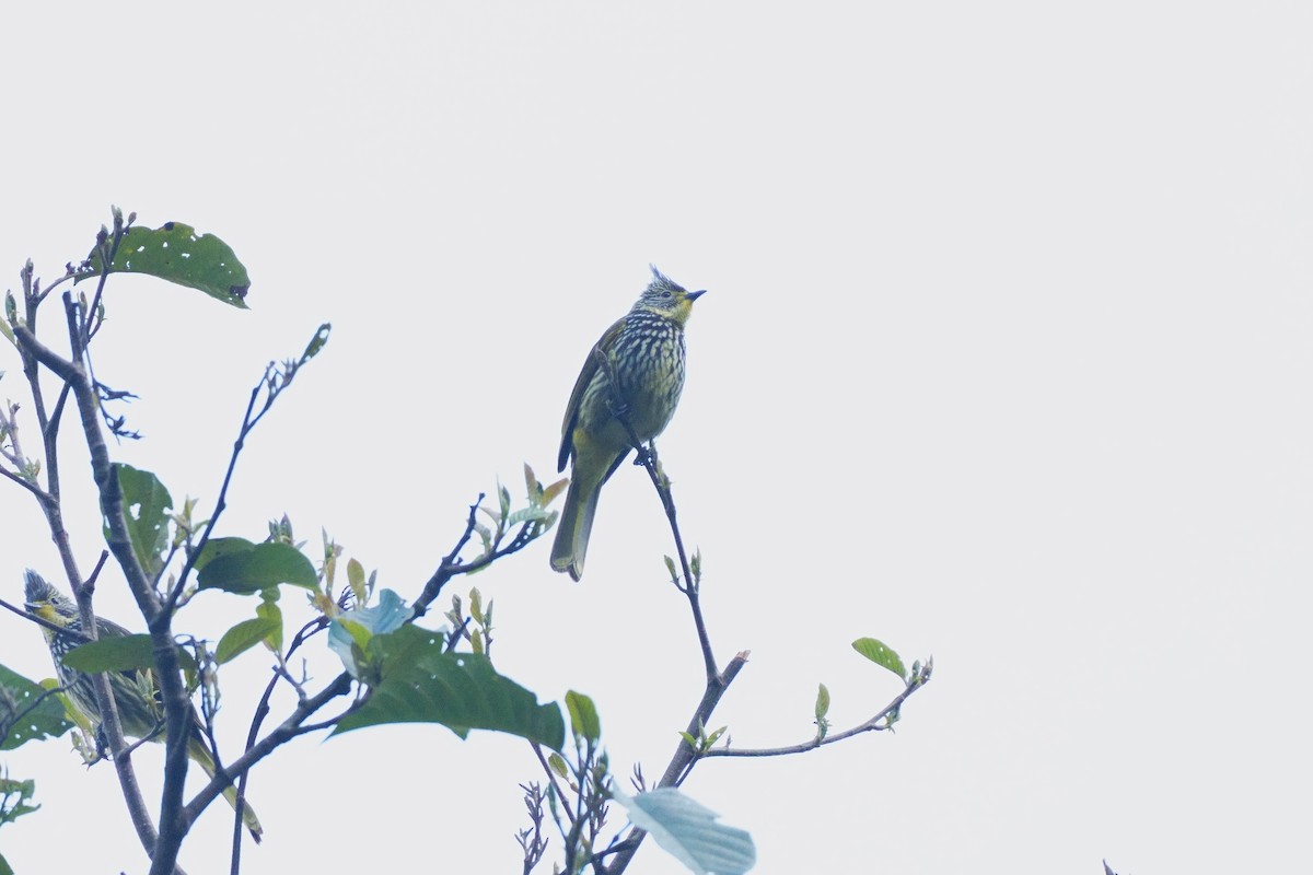 タテフヒヨドリ - ML641920549