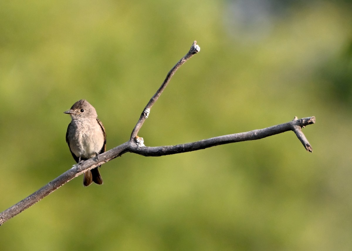 Western Wood-Pewee - ML641920552