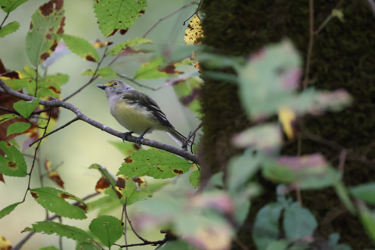 White-eyed Vireo - ML641920553
