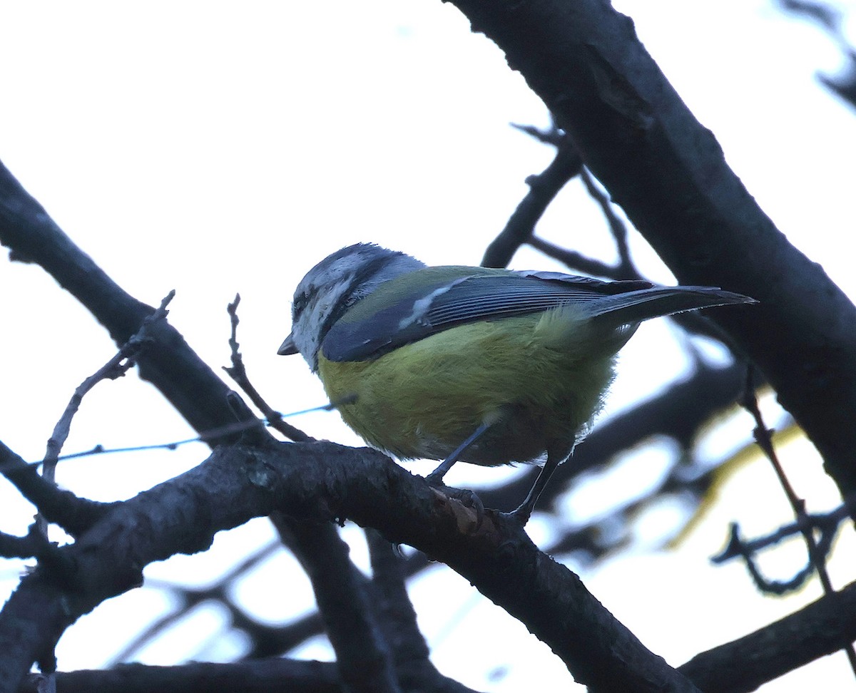 Eurasian Blue Tit - ML641920554