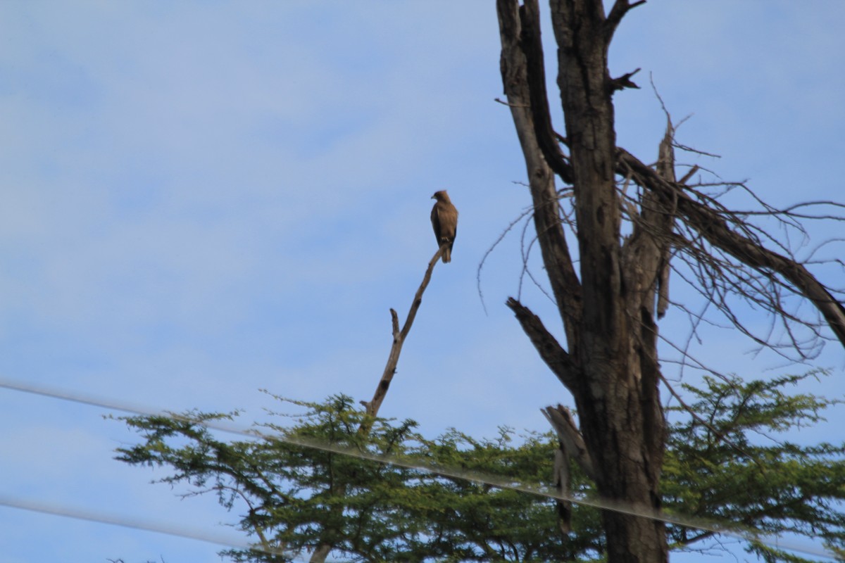 Wahlberg's Eagle - ML641920555