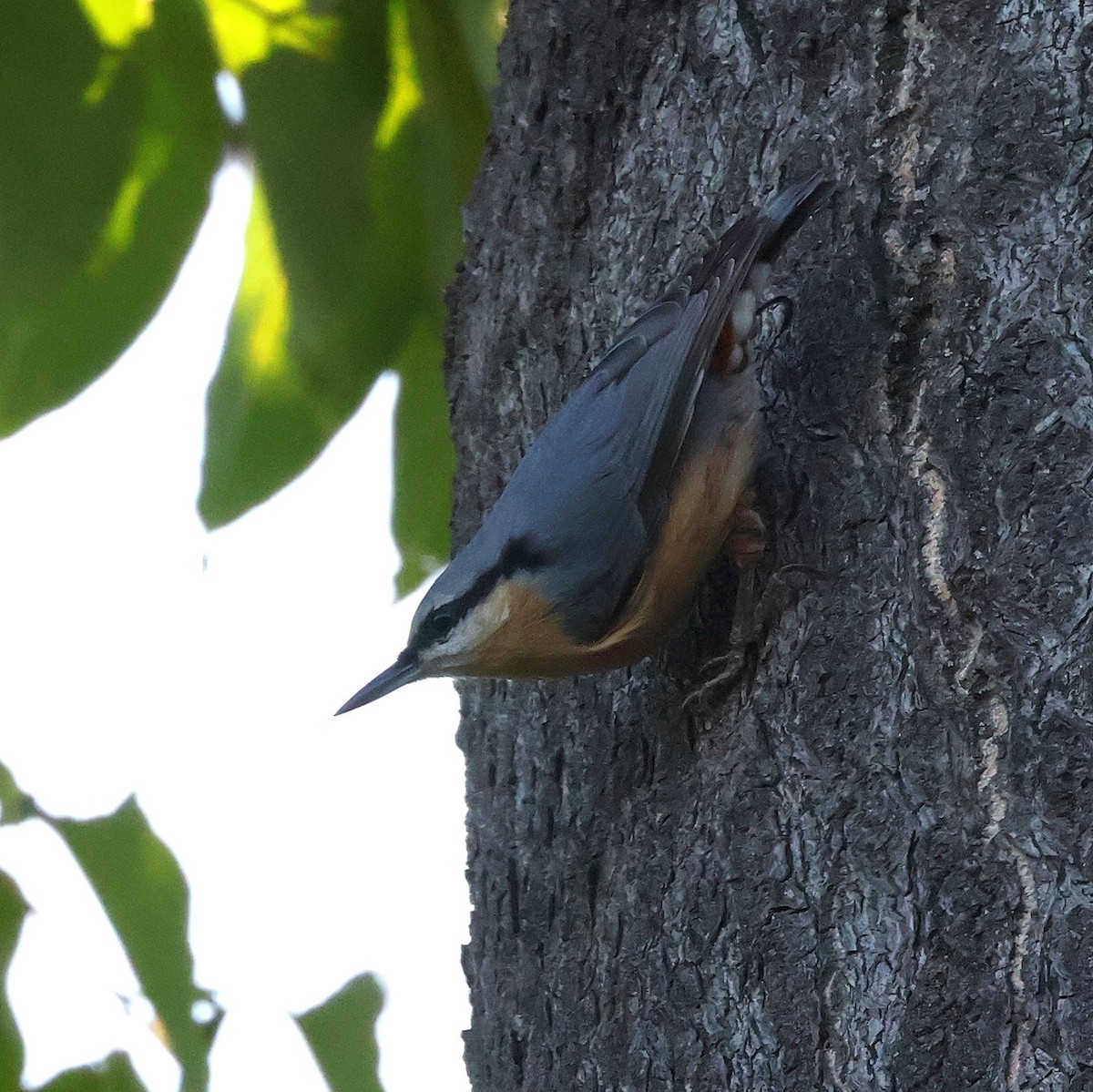 Garrapo eurasiarra - ML641920557