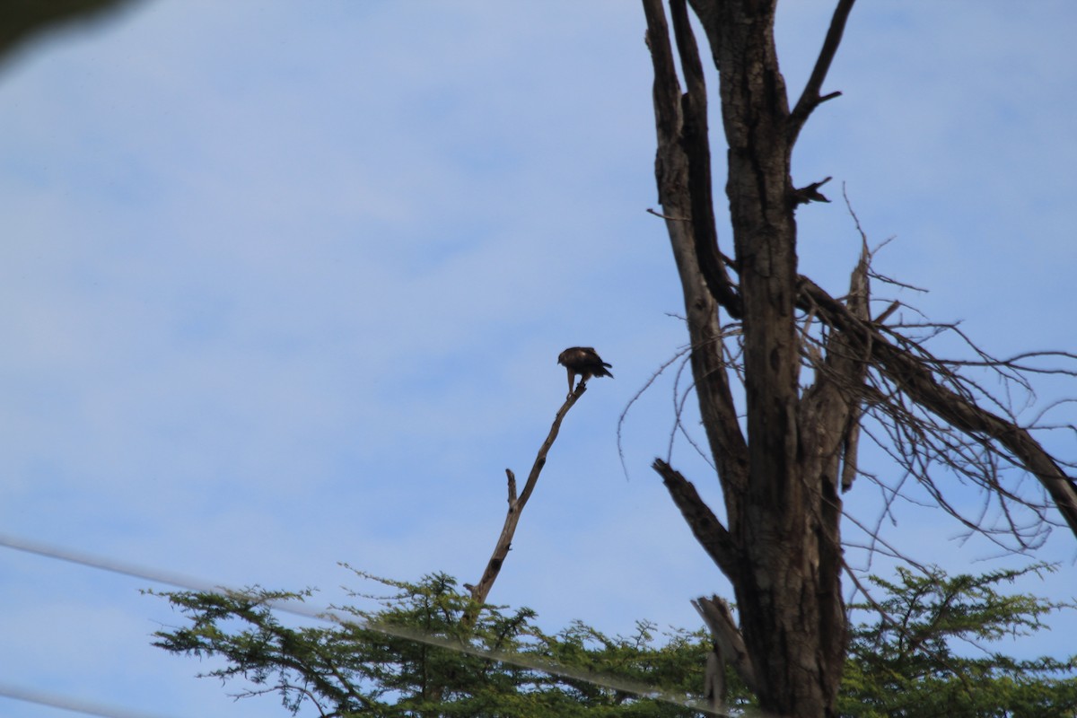 Wahlberg's Eagle - ML641920560
