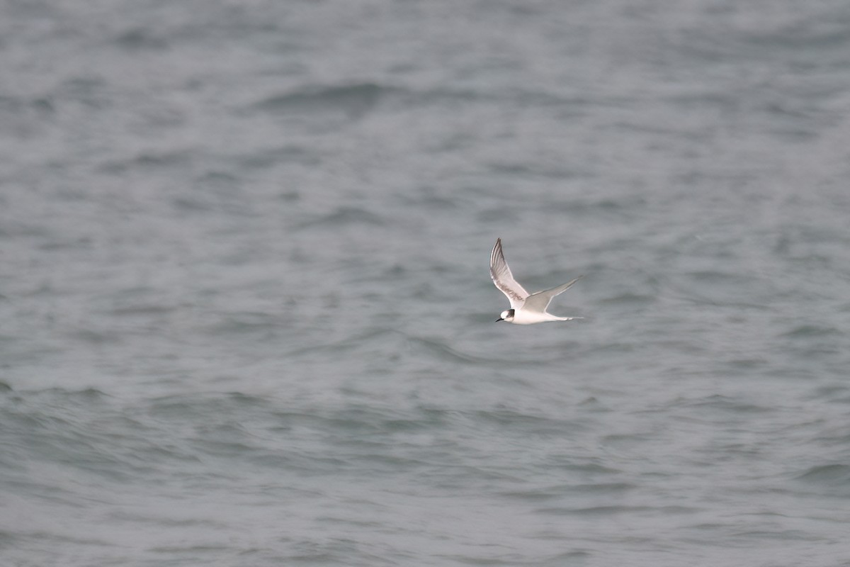Common Tern - ML641920578