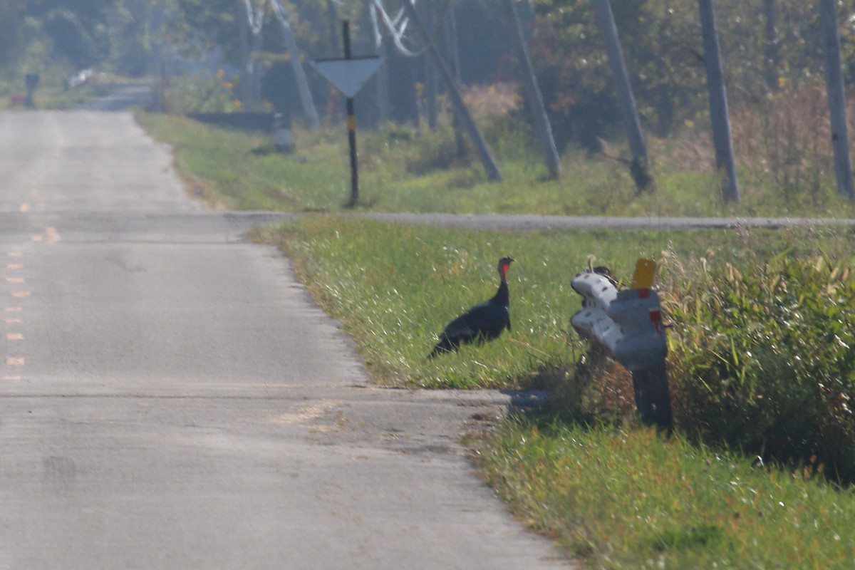 Wild Turkey - ML641920594