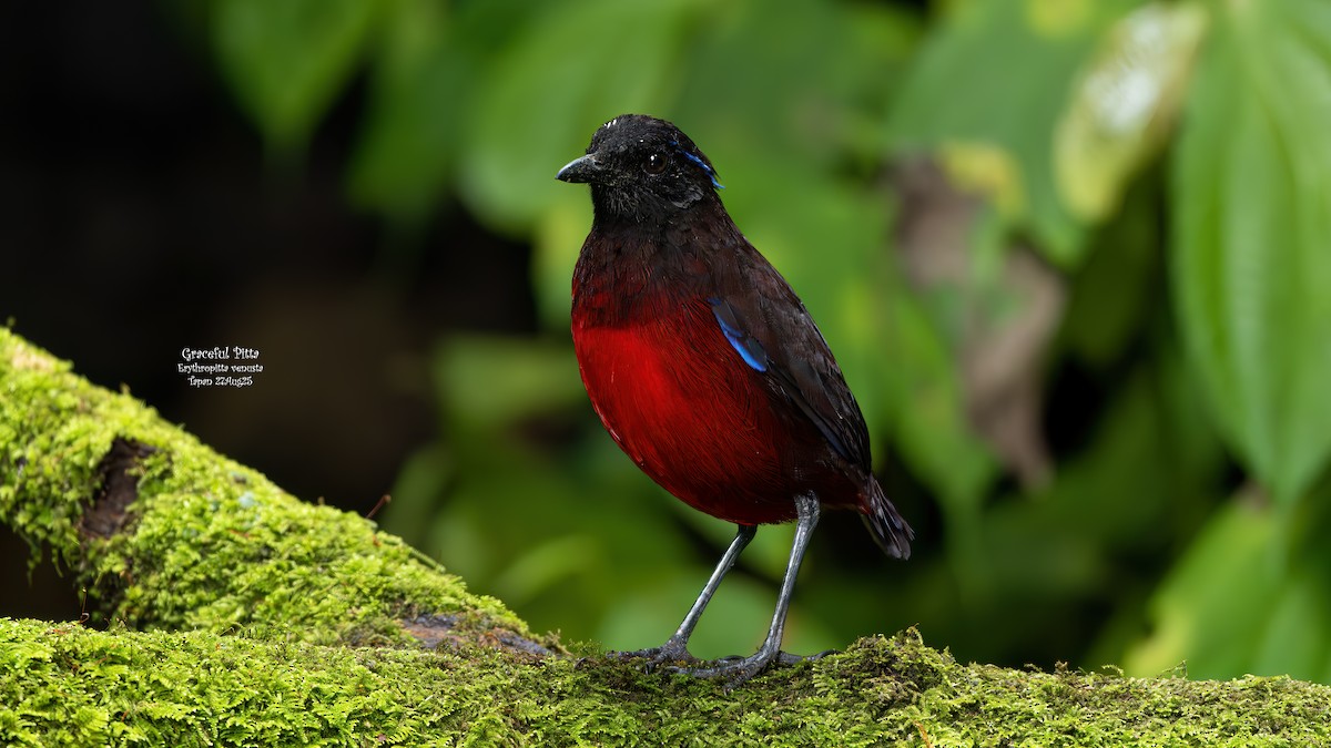 Graceful Pitta - ML641920605