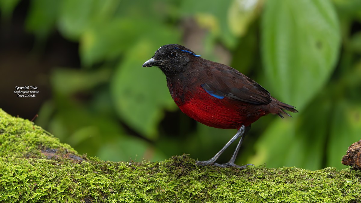 Graceful Pitta - ML641920606