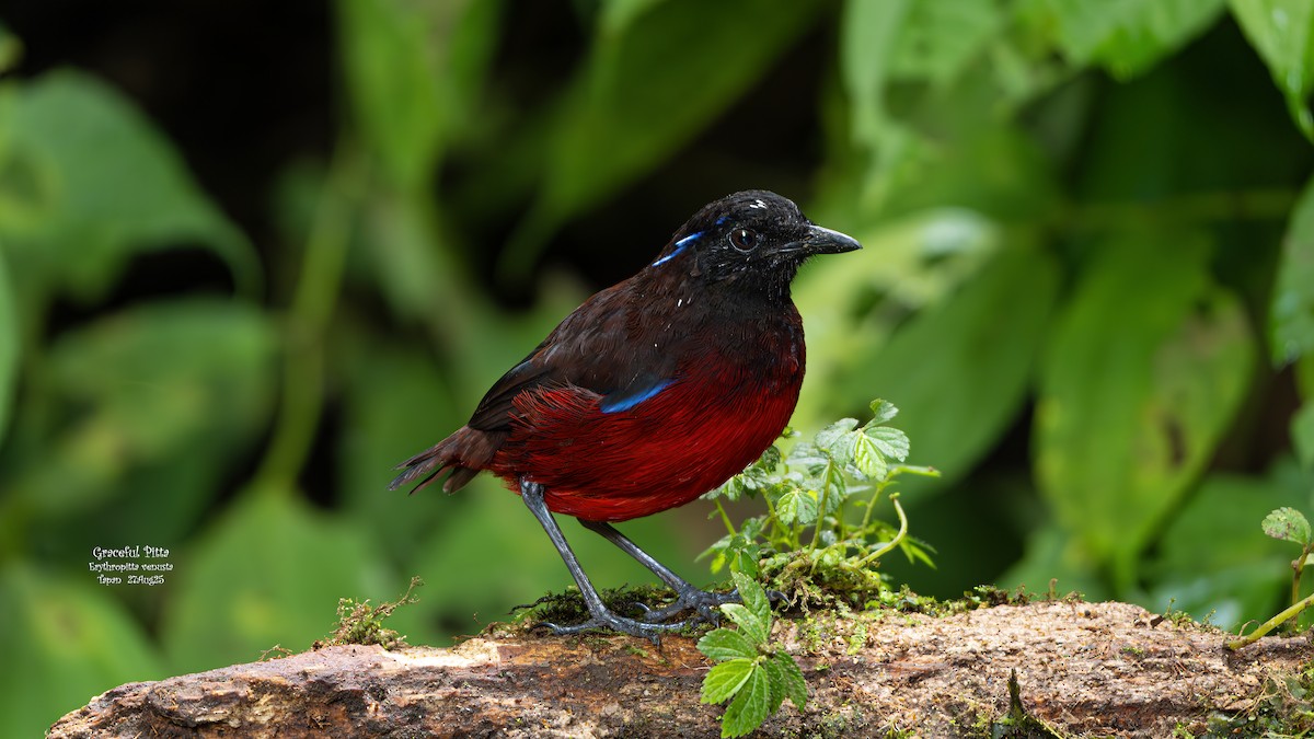 Graceful Pitta - ML641920607