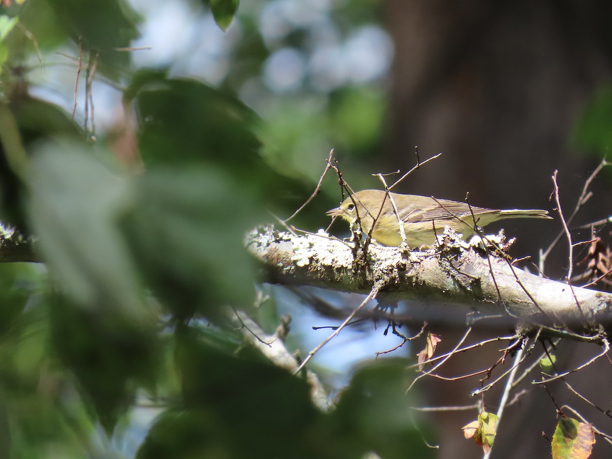 Pine Warbler - ML641920642