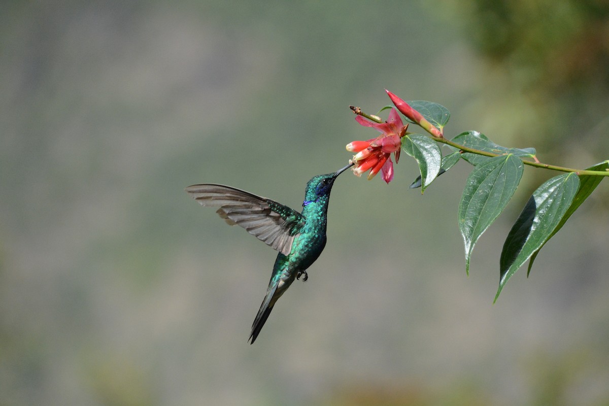 Glanz-Veilchenohrkolibri - ML641920643
