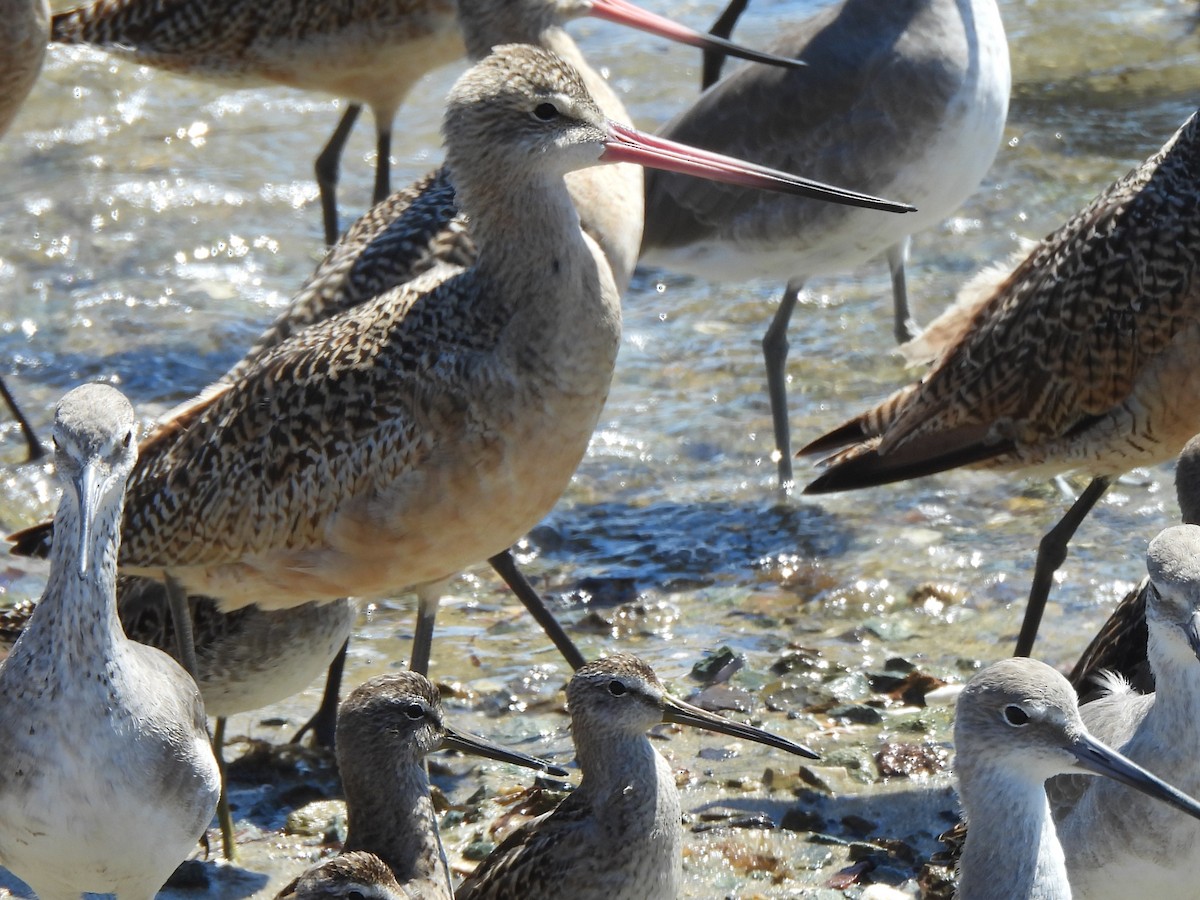 Marbled Godwit - ML641920646
