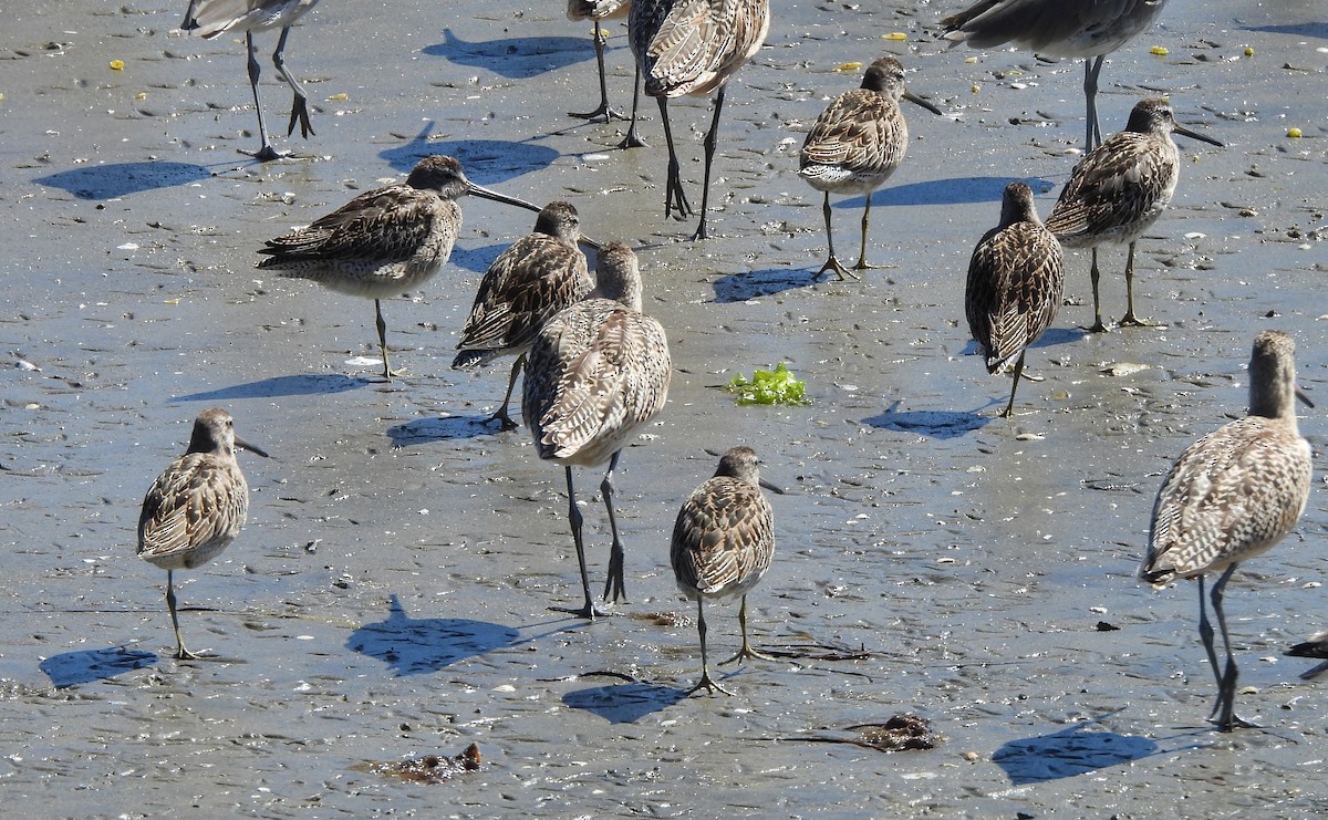 Short-billed Dowitcher - ML641920655
