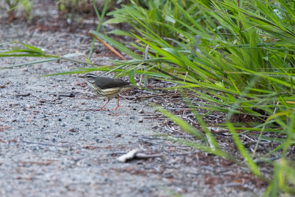 Louisiana Waterthrush - ML641920657